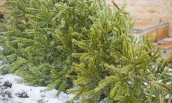 Sapins de Noël : collecte et recyclage